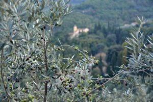 olive tree