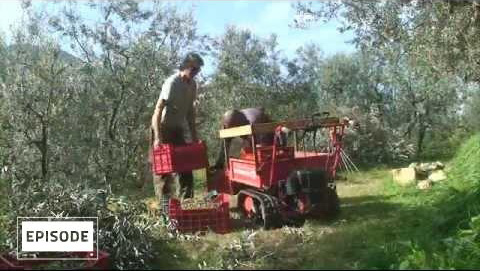 Tuscan Olive Picking