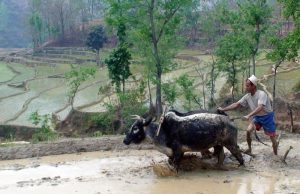 Langtang Trek People 2