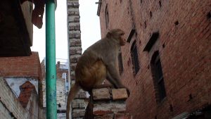 varanasi_8