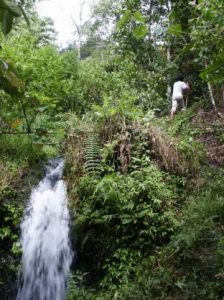 Rafflesia Sanctuary