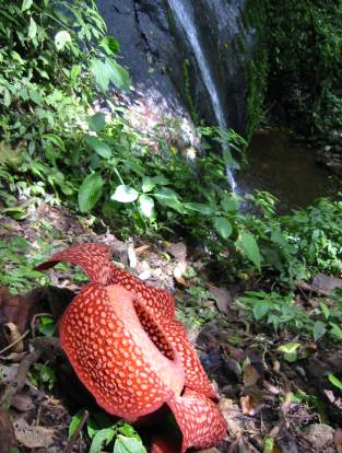 Rafflesia Sanctuary