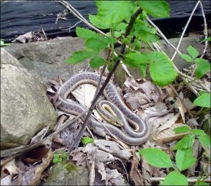 Bruce Trail Photos