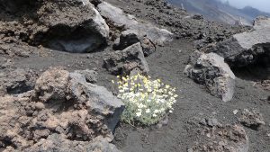 Sicily Oxen Hike