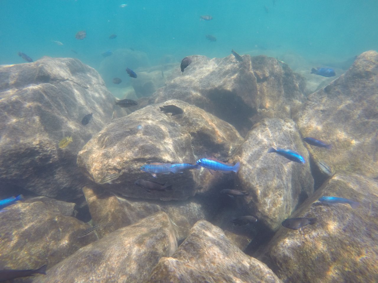 cape maclear photo