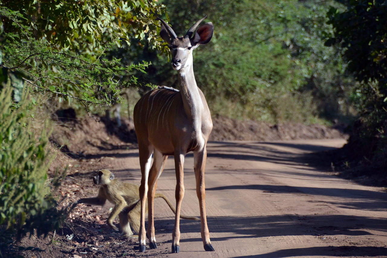 Majete Game Reserve