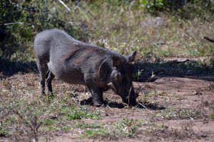 Majete Game Reserve