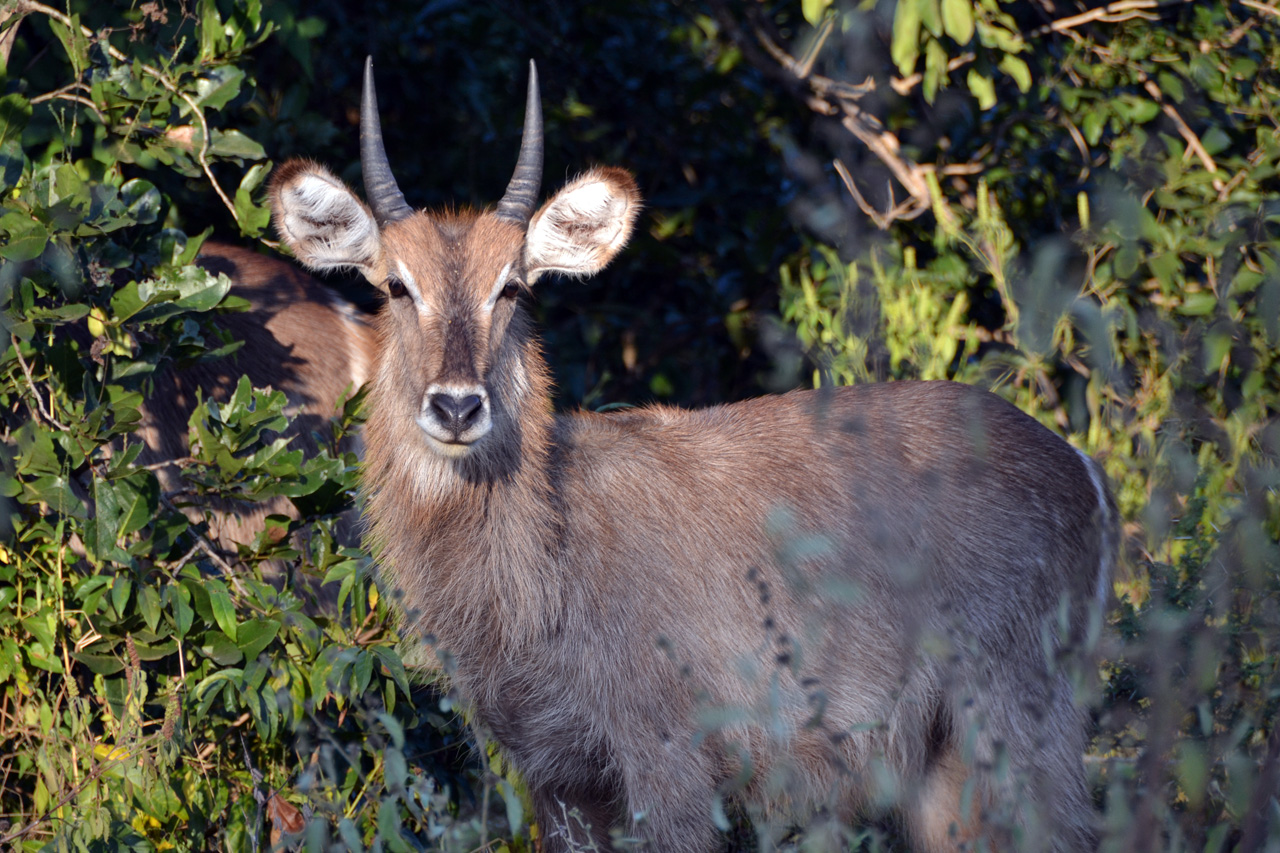 Majete Game Reserve