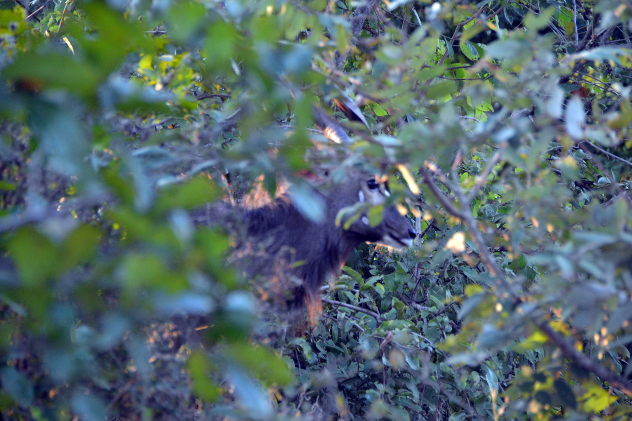 Majete Game Reserve