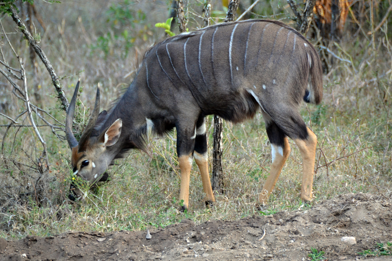 Majete Game Reserve